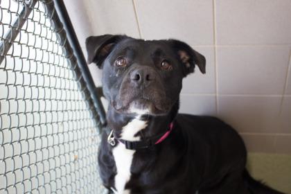 Enlarge Lotus, a Adoptable mixed breed in Woodbury, MN image 2/3