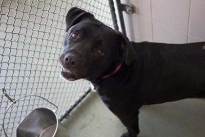 Enlarge Lotus, a Adoptable mixed breed in Woodbury, MN image 3/3