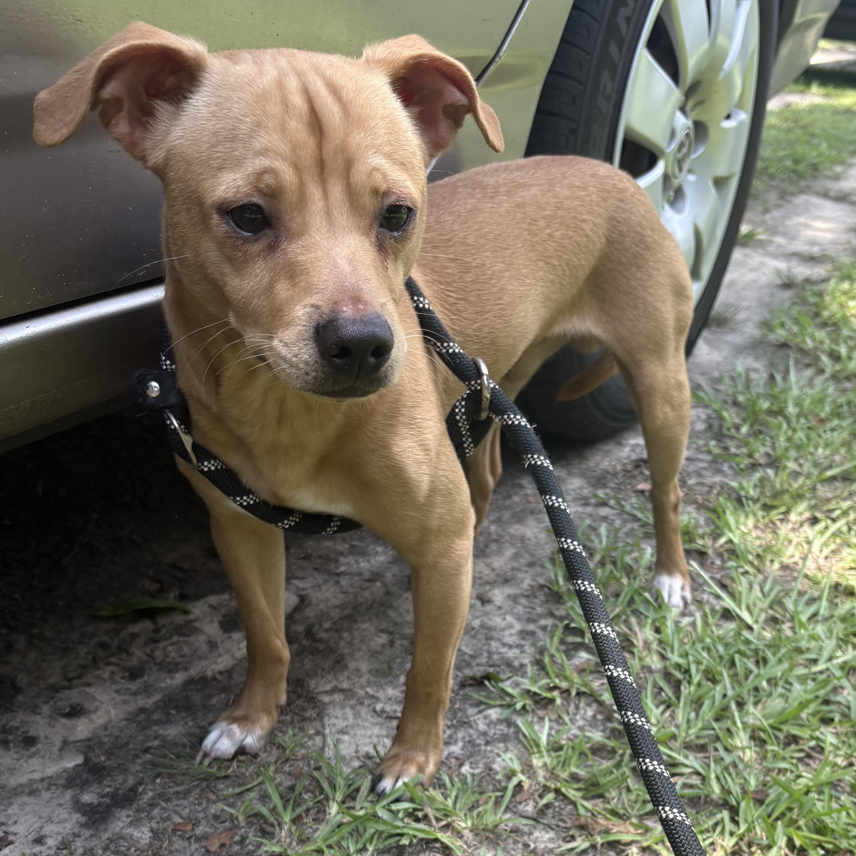 Max, Adoptable, Adult Male Chihuahua.