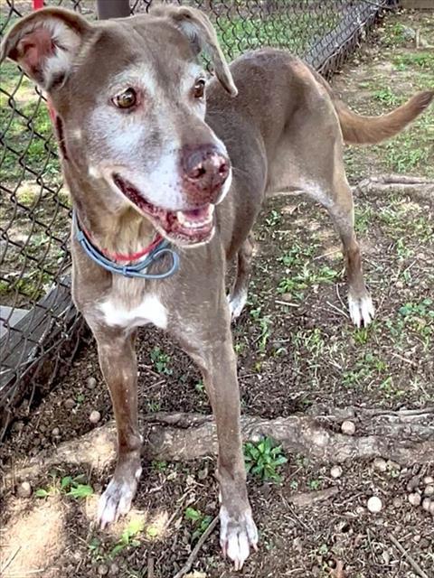 IZZY, Adoptable, Senior Female Labrador Retriever & Pointer.