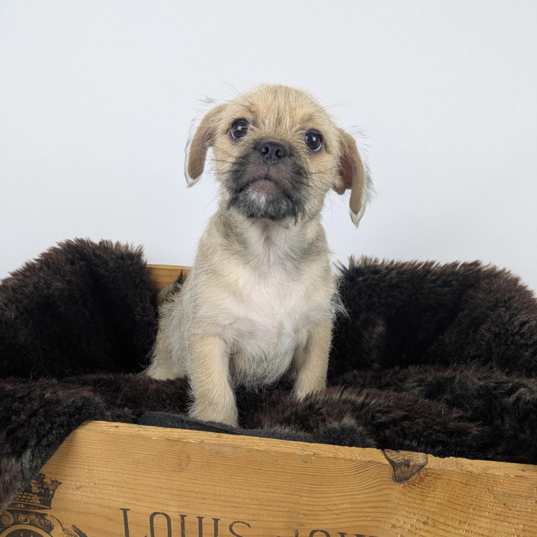 Tabitha, adopted, Puppy Female Pug & Terrier.