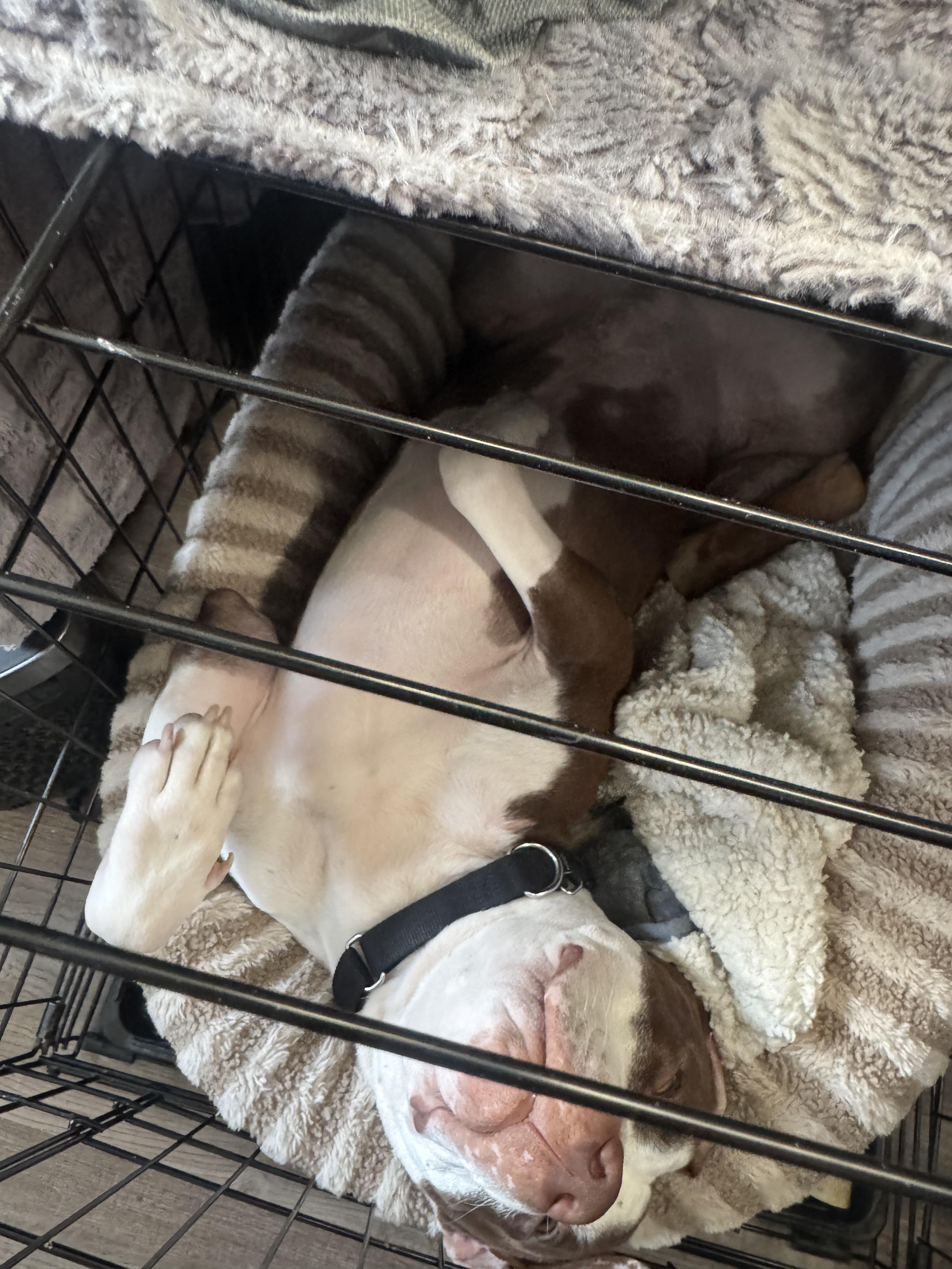 Enlarge TYSON, an adoption pending mixed breed in New York, NY image 6/6