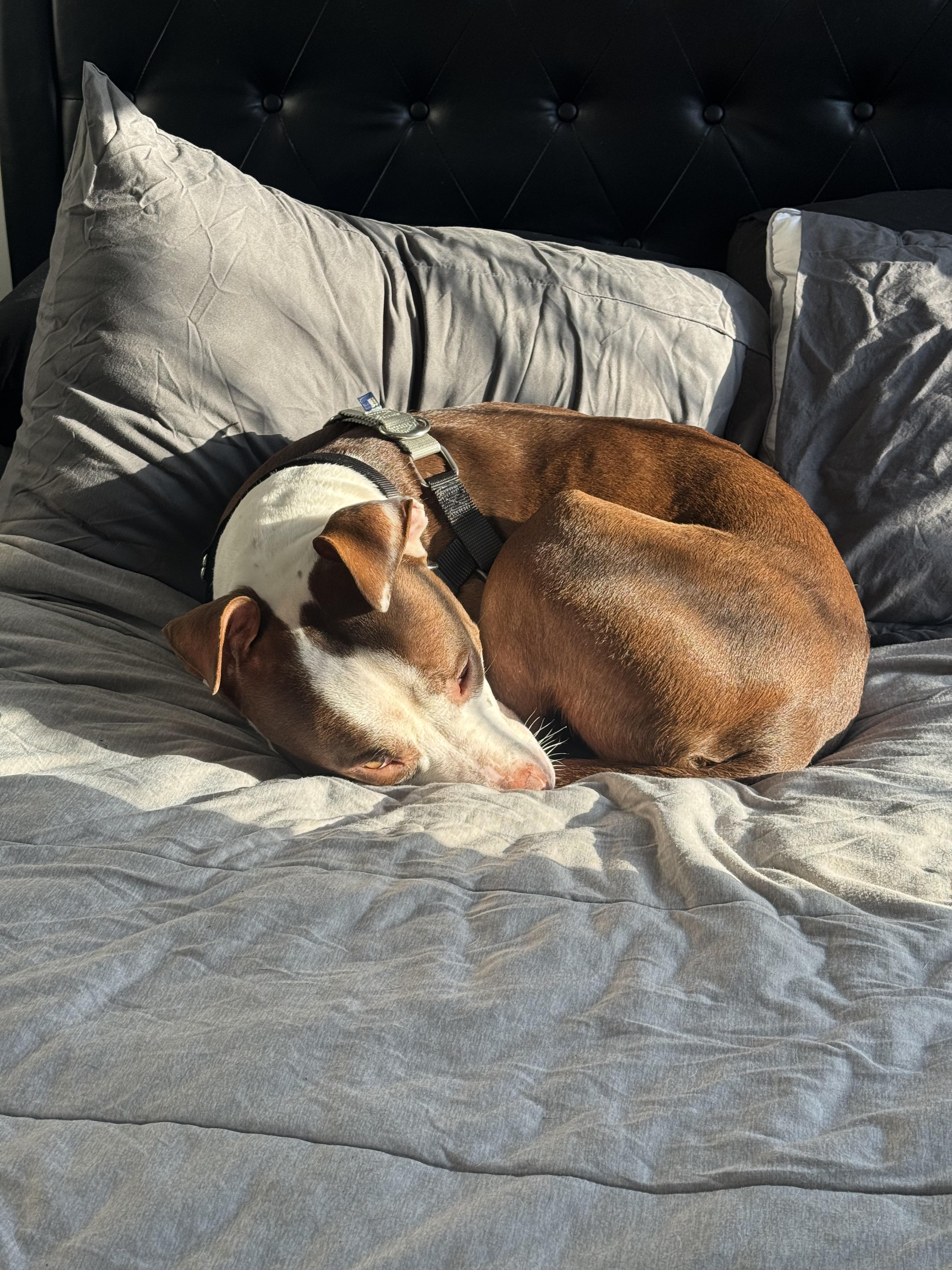 Enlarge TYSON, an adoption pending mixed breed in New York, NY image 5/6