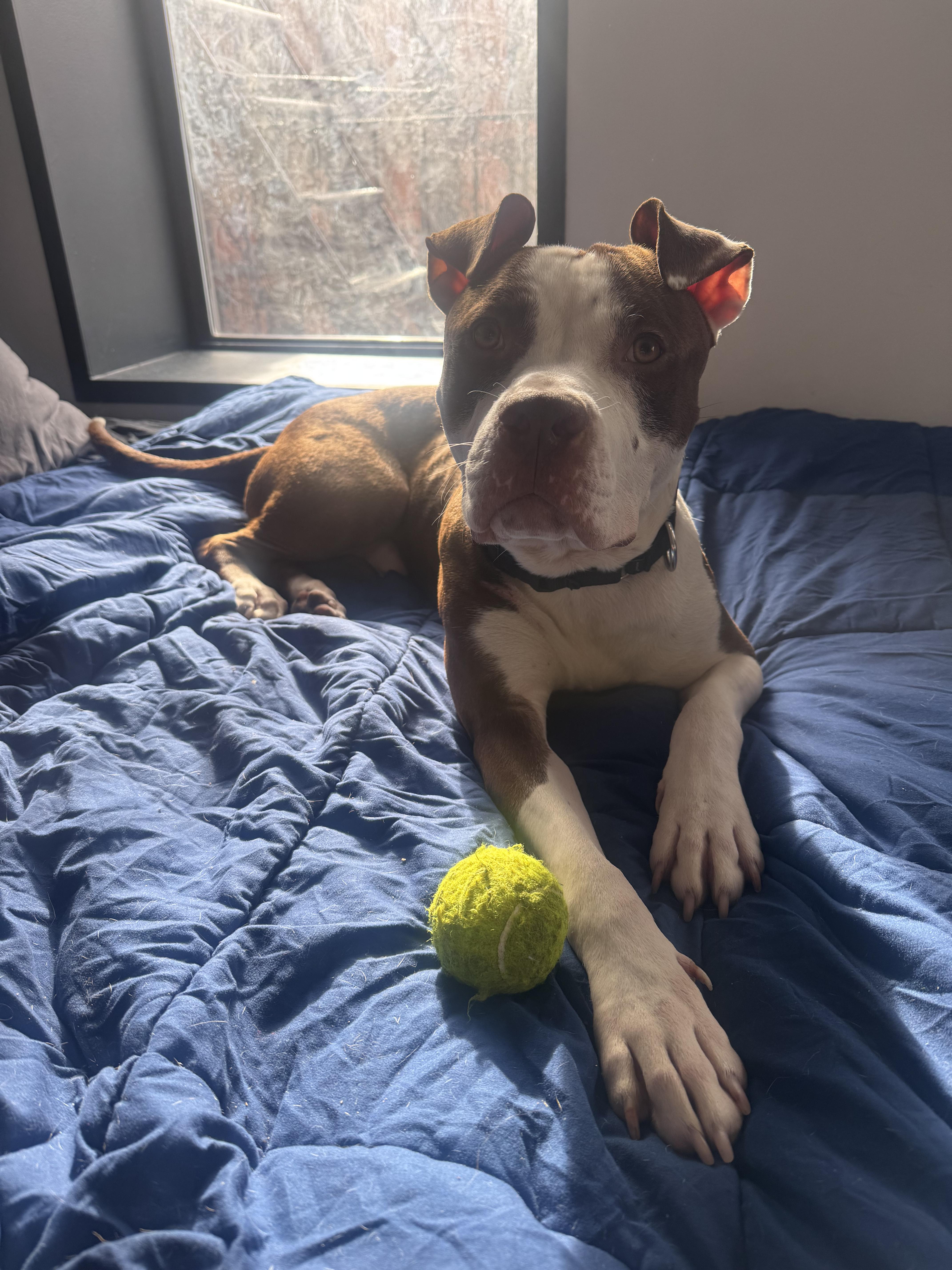 Enlarge TYSON, an adoption pending mixed breed in New York, NY image 1/6