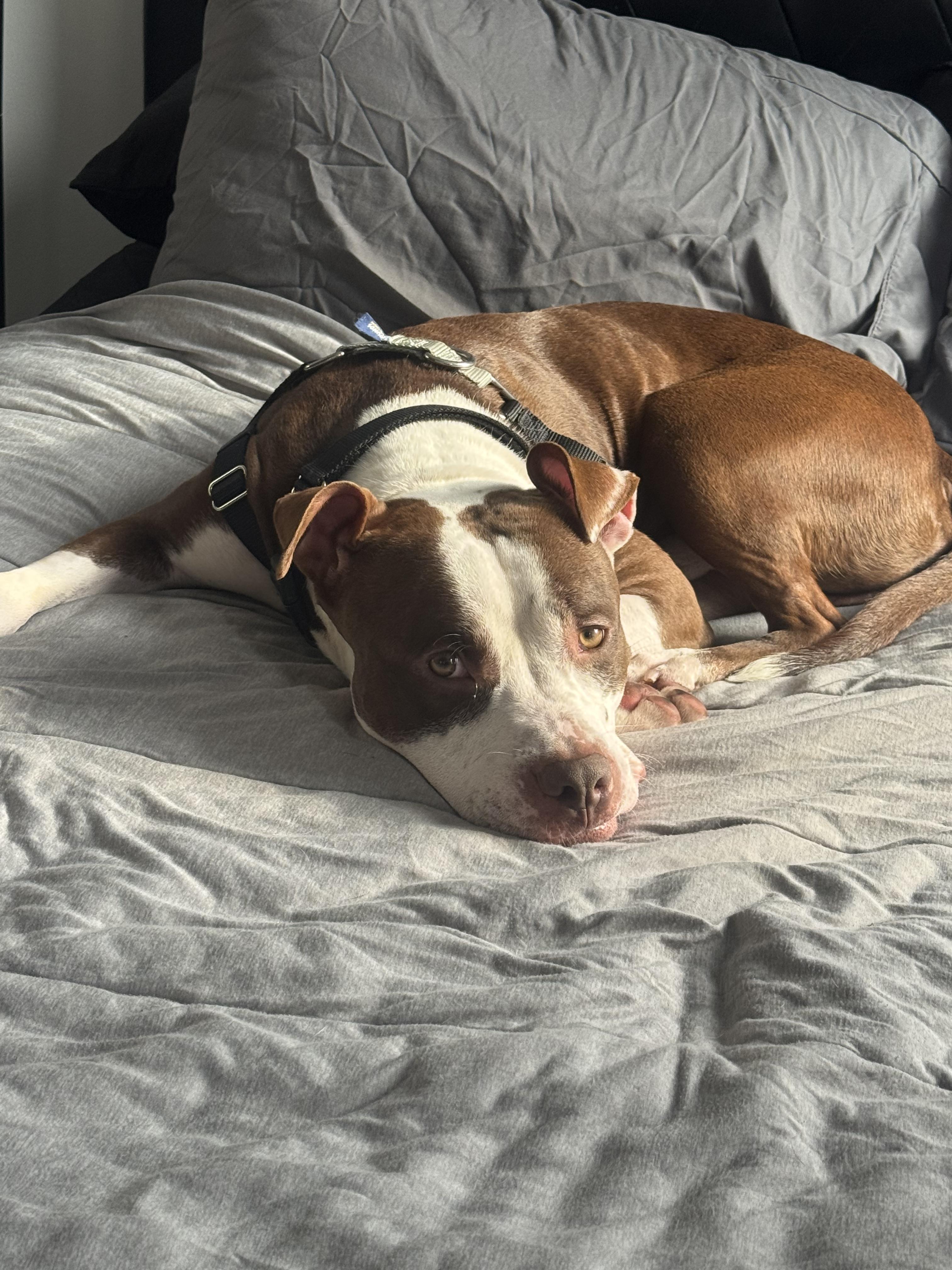 Enlarge TYSON, an adoption pending mixed breed in New York, NY image 2/6