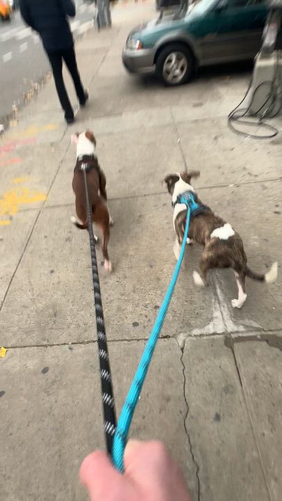 Enlarge TYSON, an adoption pending mixed breed in New York, NY video 4/6