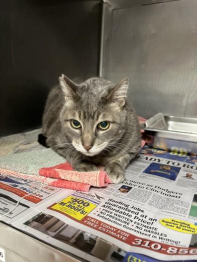 Enlarge DARBY, a Adoptable Domestic Short Hair in Chatsworth, CA image 1/1