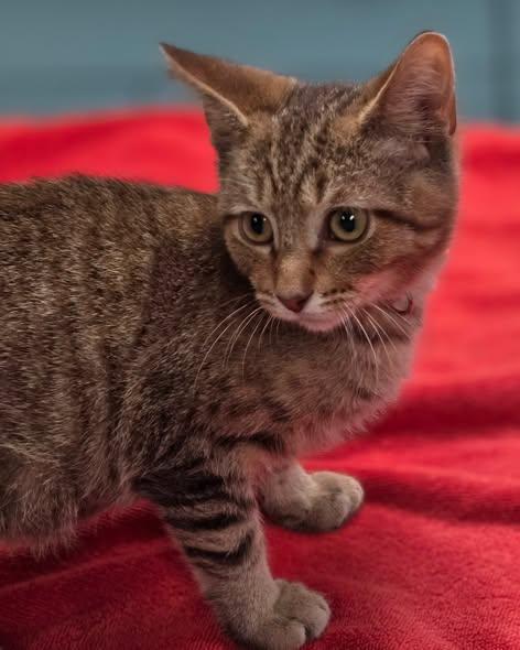 Enlarge Flair, a Adoptable Domestic Short Hair in Merrillville, IN image 3/5
