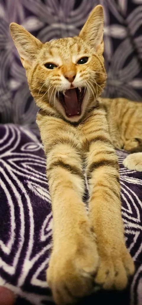 Enlarge Flair, a Adoptable Domestic Short Hair in Merrillville, IN image 1/5