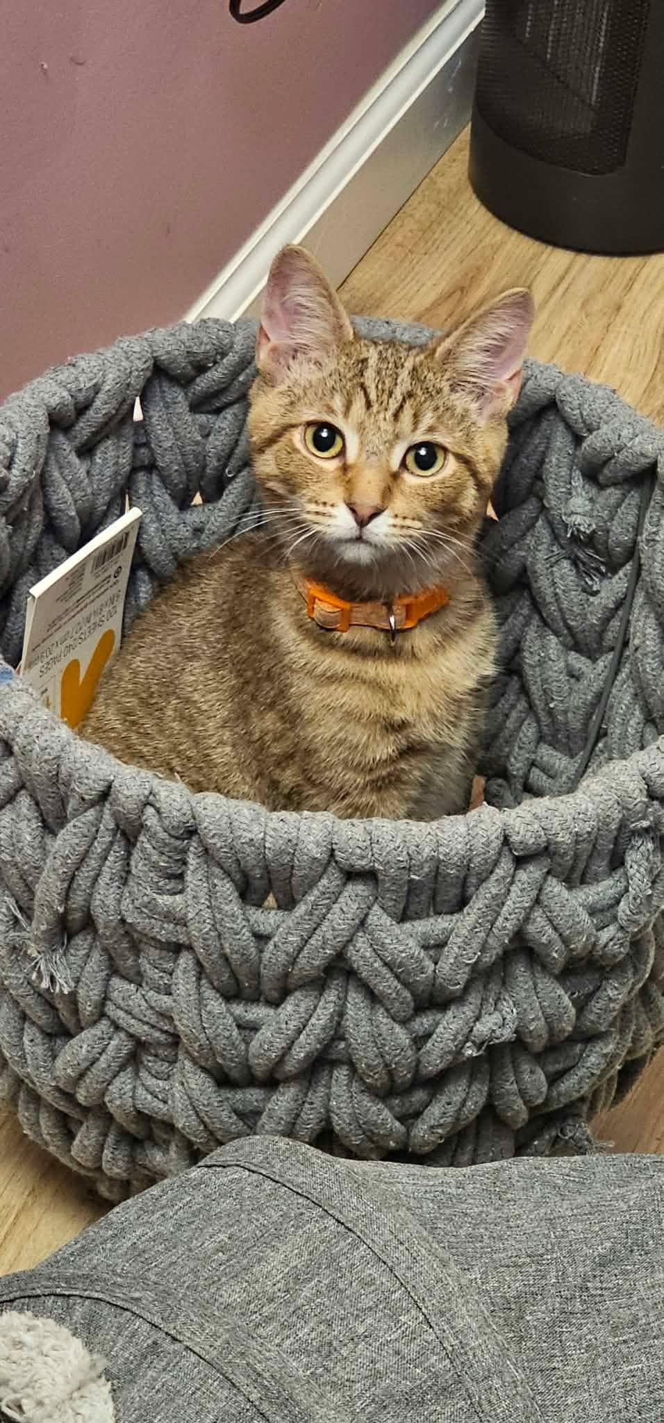 Enlarge Flair, a Adoptable Domestic Short Hair in Merrillville, IN image 2/5