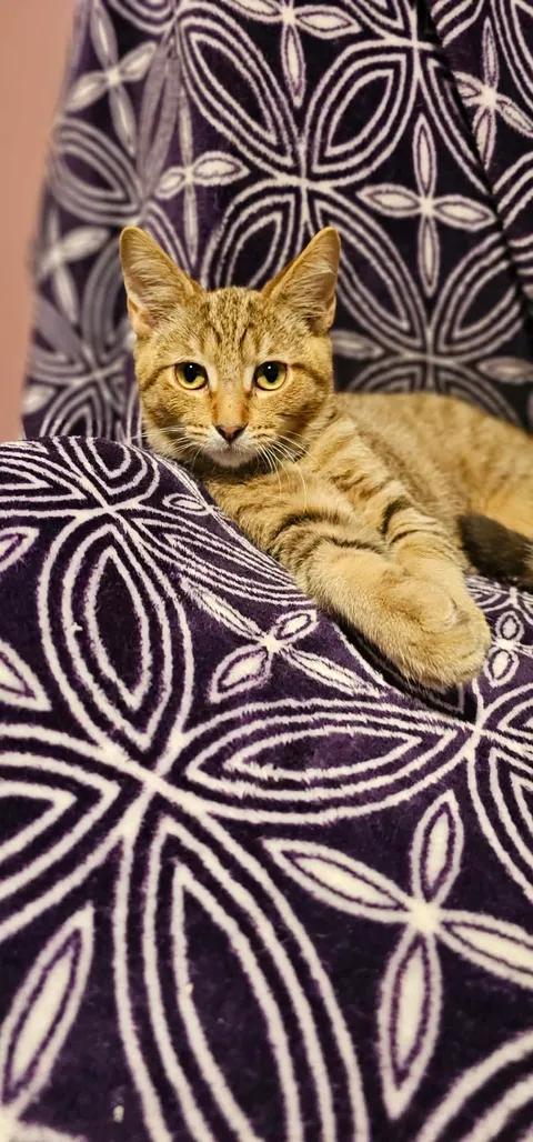 Enlarge Flair, a Adoptable Domestic Short Hair in Merrillville, IN image 4/5