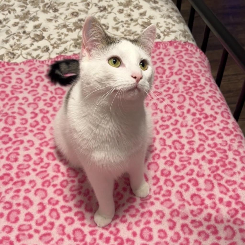 Enlarge Cupcake25, a Adoptable mixed breed in Youngsville, NC image 1/4