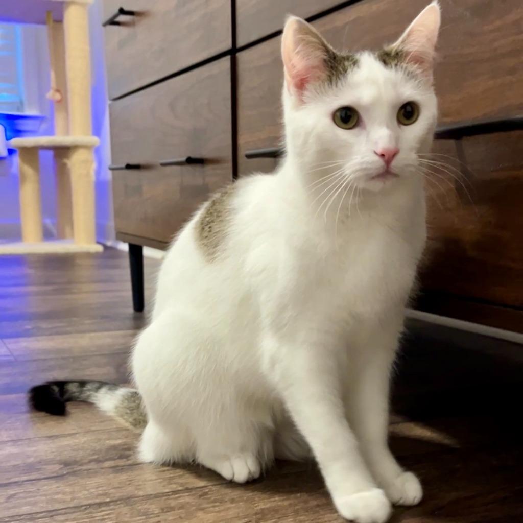 Enlarge Cupcake25, a Adoptable mixed breed in Youngsville, NC image 2/4