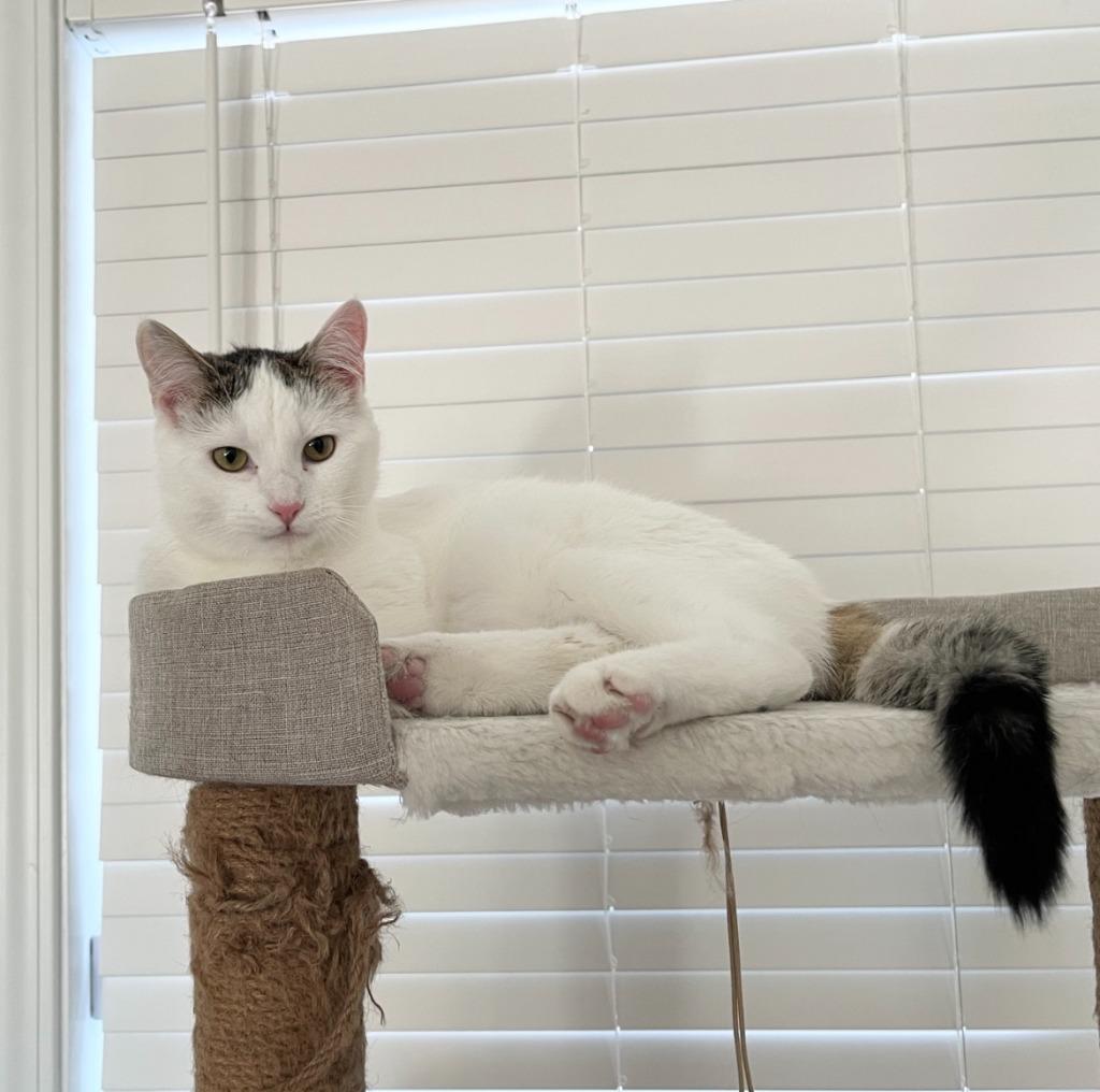 Enlarge Cupcake25, a Adoptable mixed breed in Youngsville, NC image 3/4