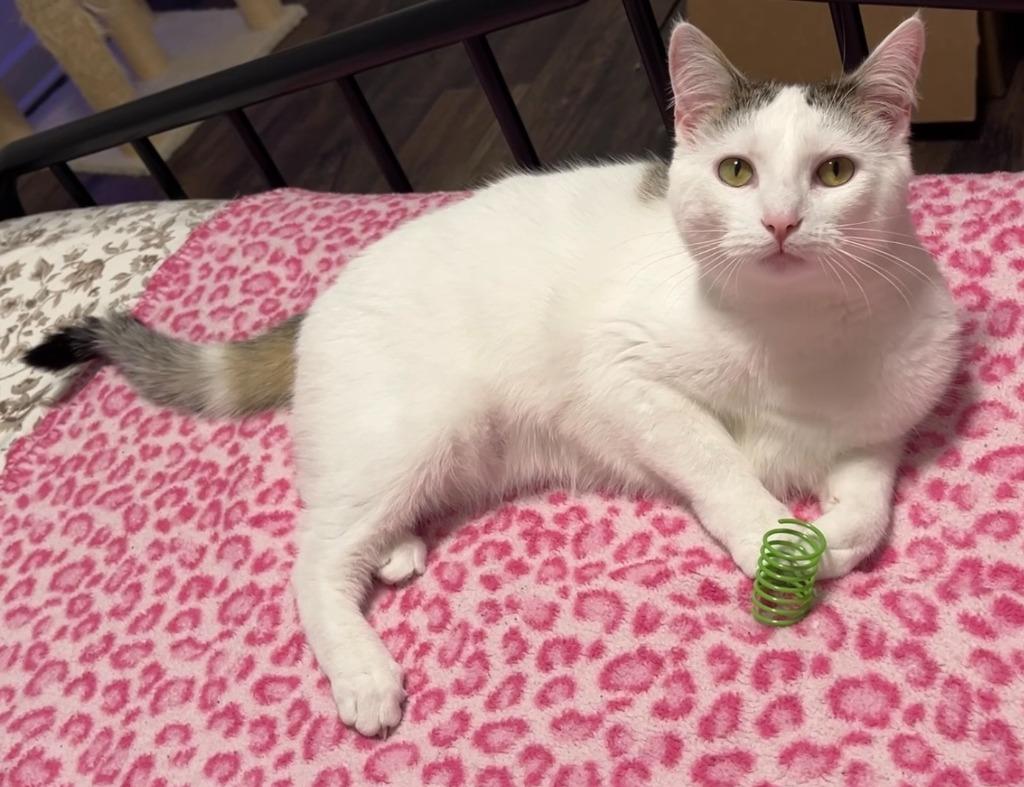 Enlarge Cupcake25, a Adoptable mixed breed in Youngsville, NC image 4/4