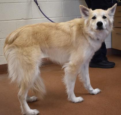 Loretta (92928), ADOPTABLE, Adult Female Shepherd.