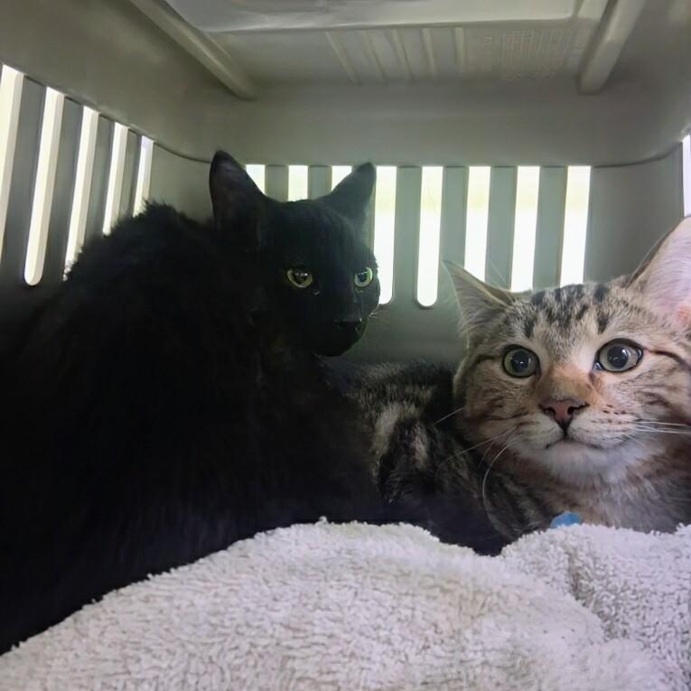 Enlarge Juniper, a ADOPTABLE Domestic Short Hair in Toronto, ON image 3/4