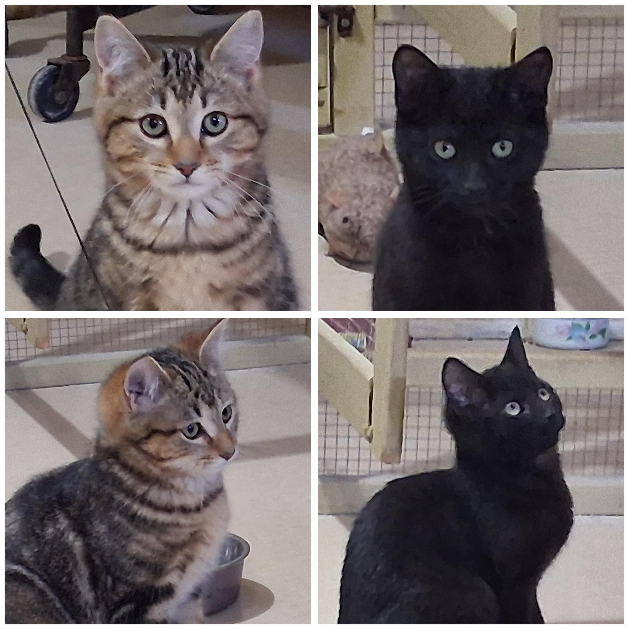 Enlarge Juniper, a ADOPTABLE Domestic Short Hair in Toronto, ON image 4/4