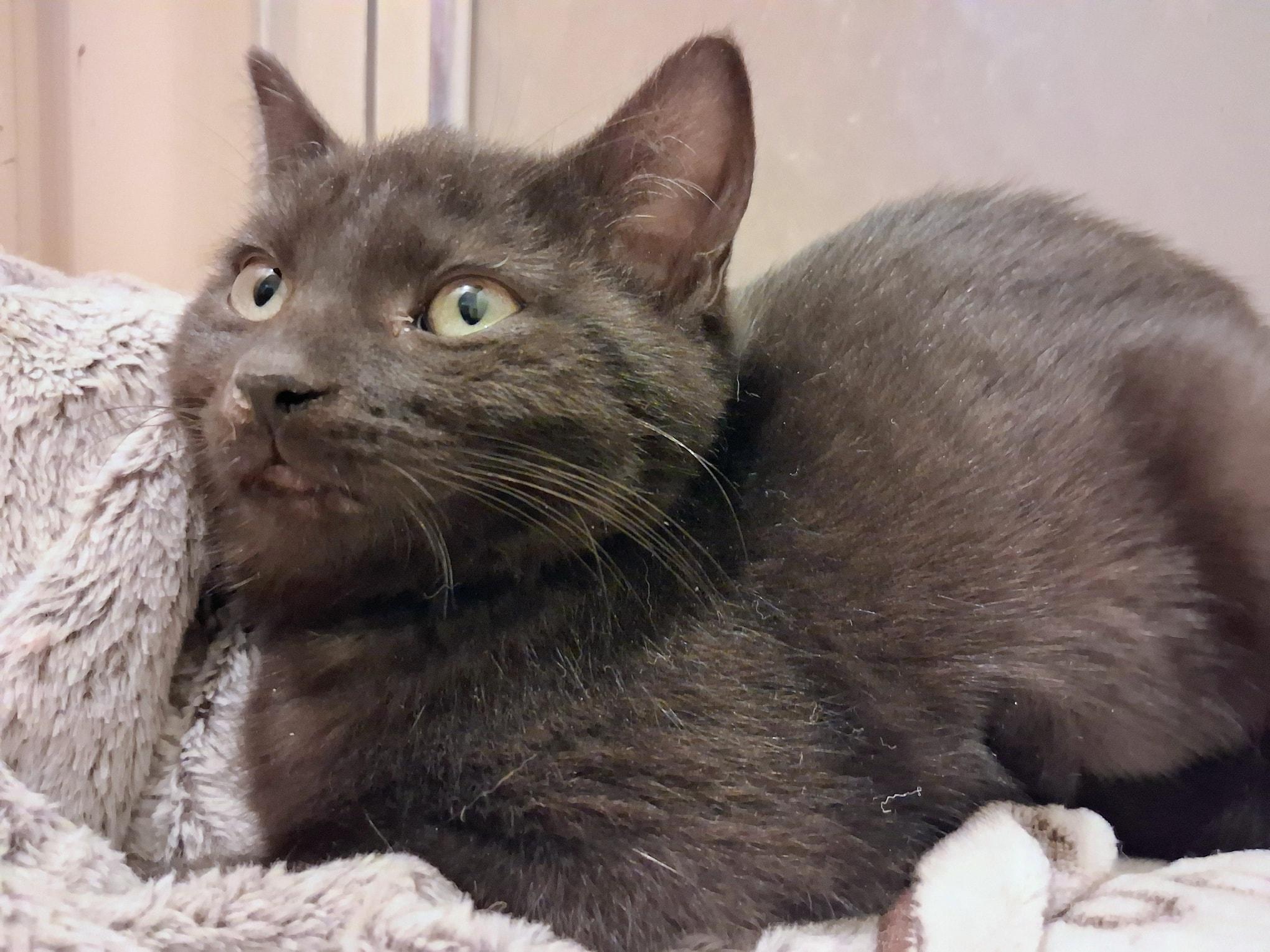 Enlarge Juniper, a ADOPTABLE Domestic Short Hair in Toronto, ON image 1/4
