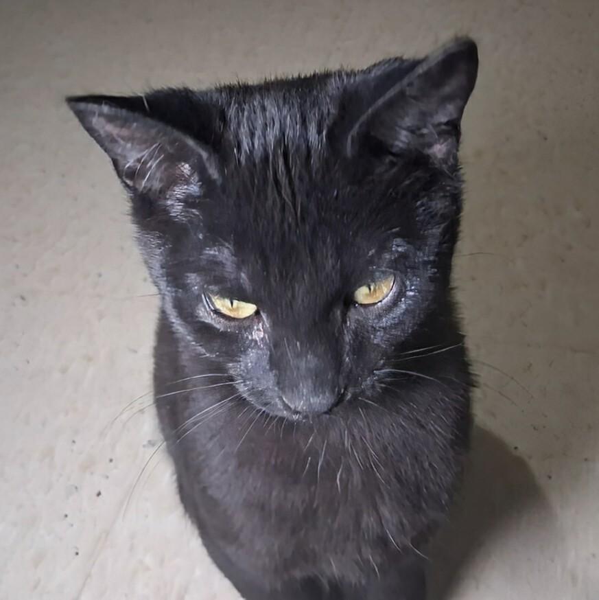 Enlarge Juniper, a ADOPTABLE Domestic Short Hair in Toronto, ON image 2/4