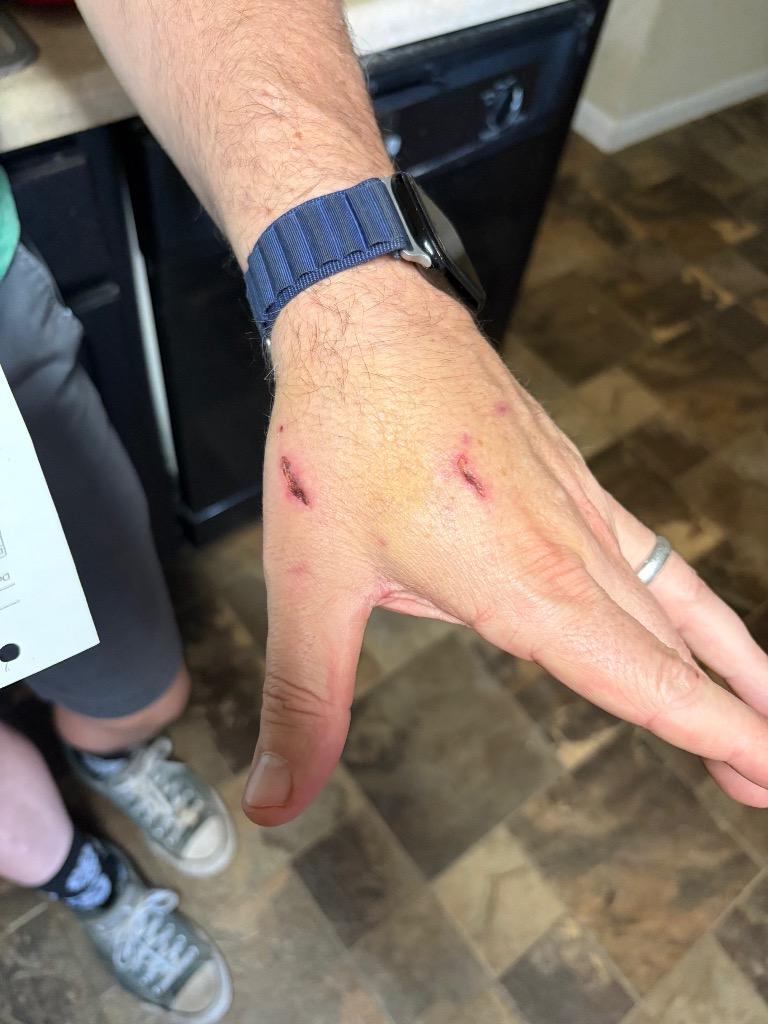 JoJo, Adoptable, Young Male Australian Cattle Dog / Blue Heeler & Mixed Breed.