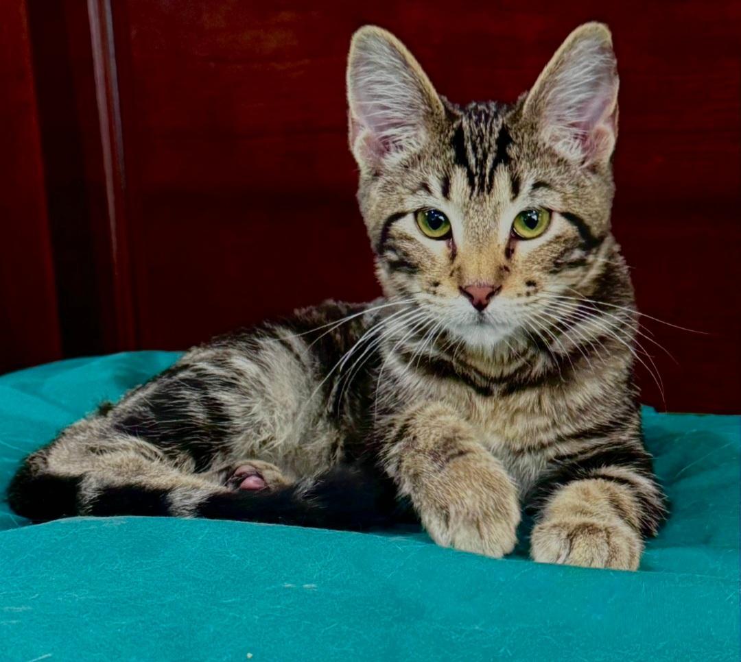Bean, Adopted, Kitten Male Domestic Short Hair.