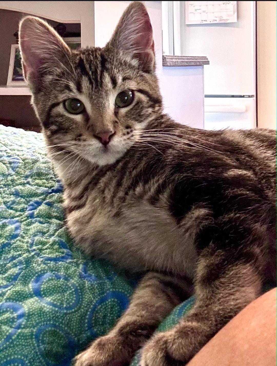 Enlarge Bean, a Adopted Domestic Short Hair in Columbia, MO image 2/6