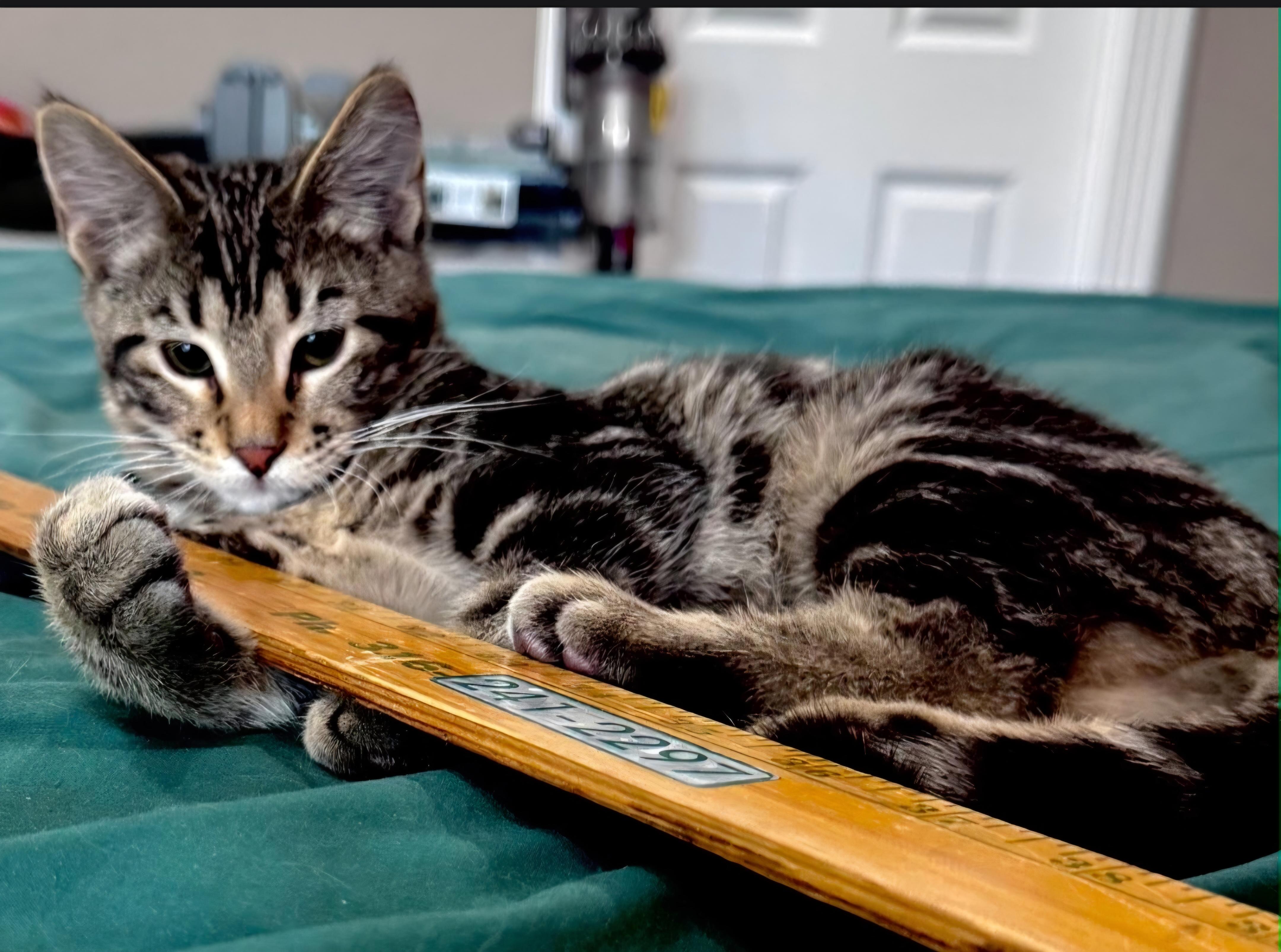 Enlarge Bean, a Adopted Domestic Short Hair in Columbia, MO image 5/6