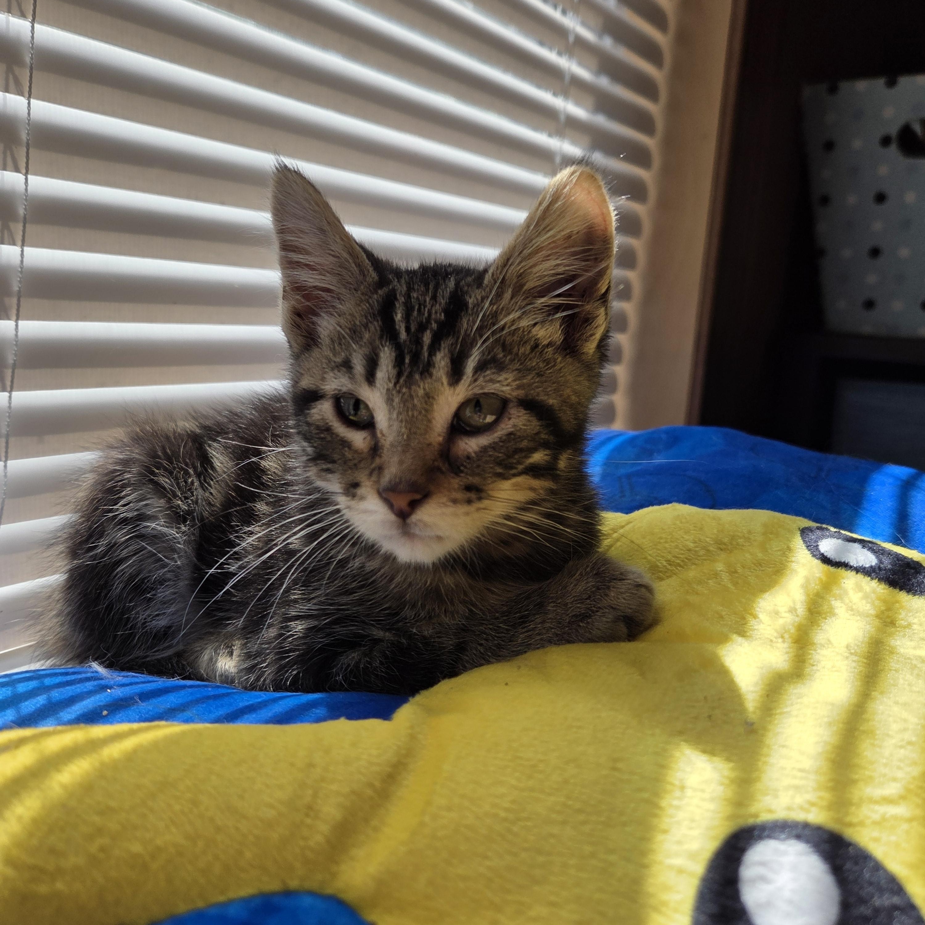 Enlarge Bean, a ADOPTABLE Domestic Short Hair in Columbia, MO image 2/2