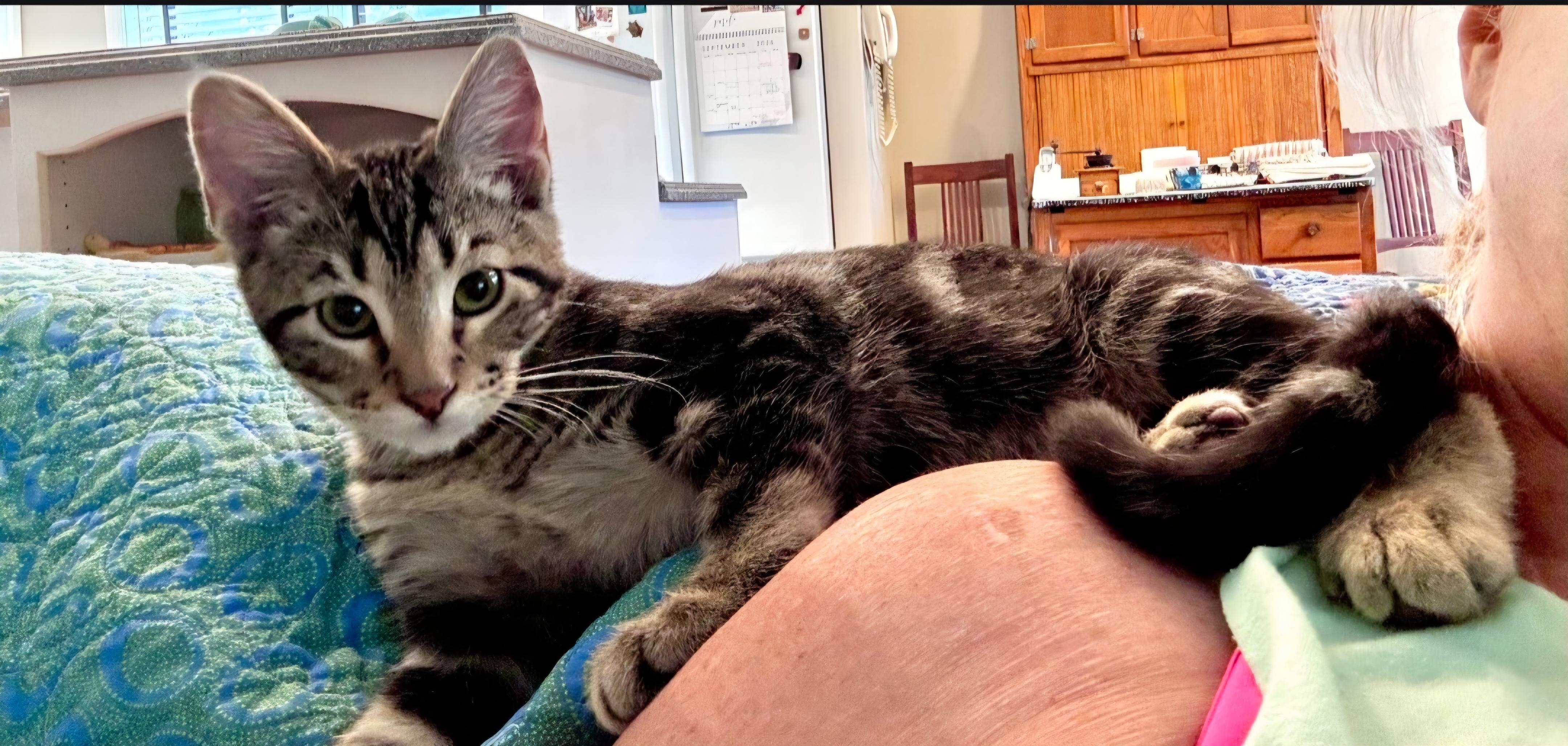 Enlarge Bean, a Adopted Domestic Short Hair in Columbia, MO image 3/6