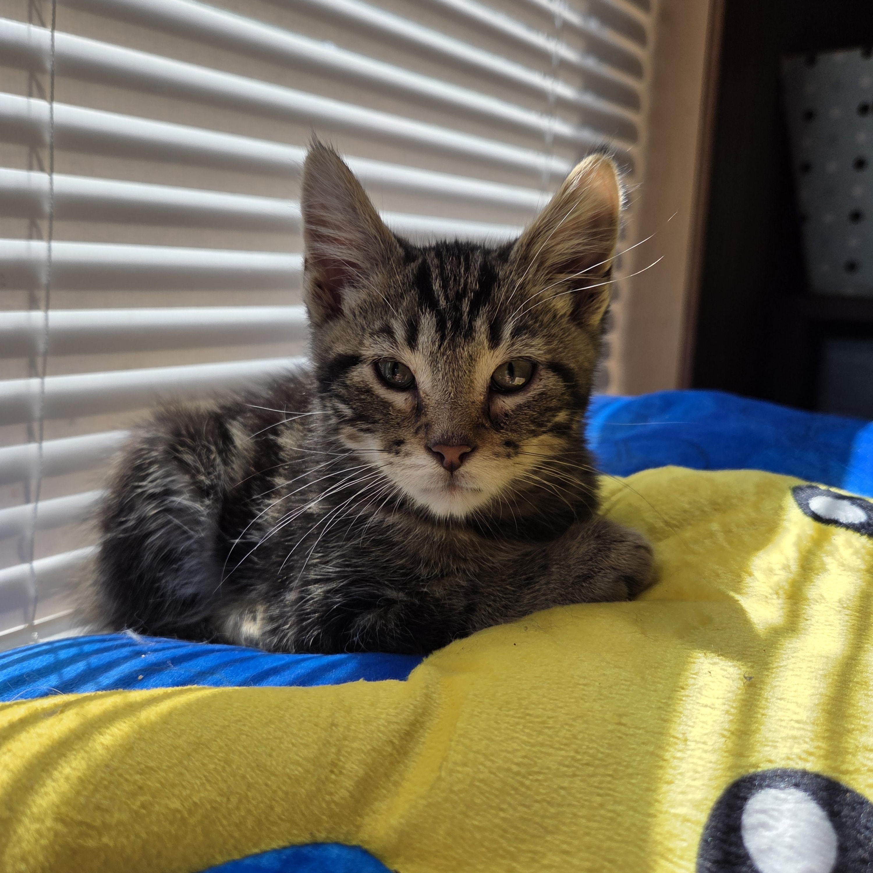 Enlarge Bean, a ADOPTABLE Domestic Short Hair in Columbia, MO image 1/2