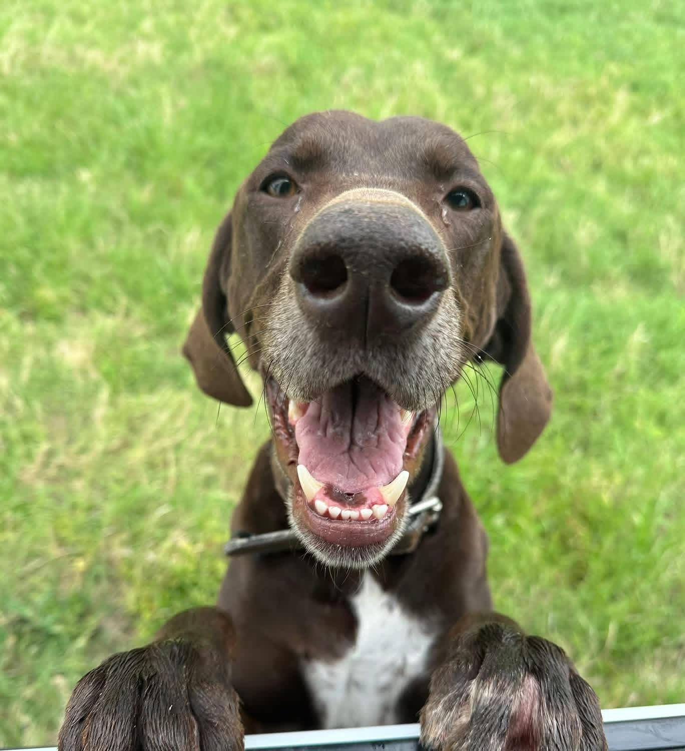 Enlarge CHARLIE-Completely Charming, a Adoptable German Shorthaired Pointer in Ellington, CT image 1/6