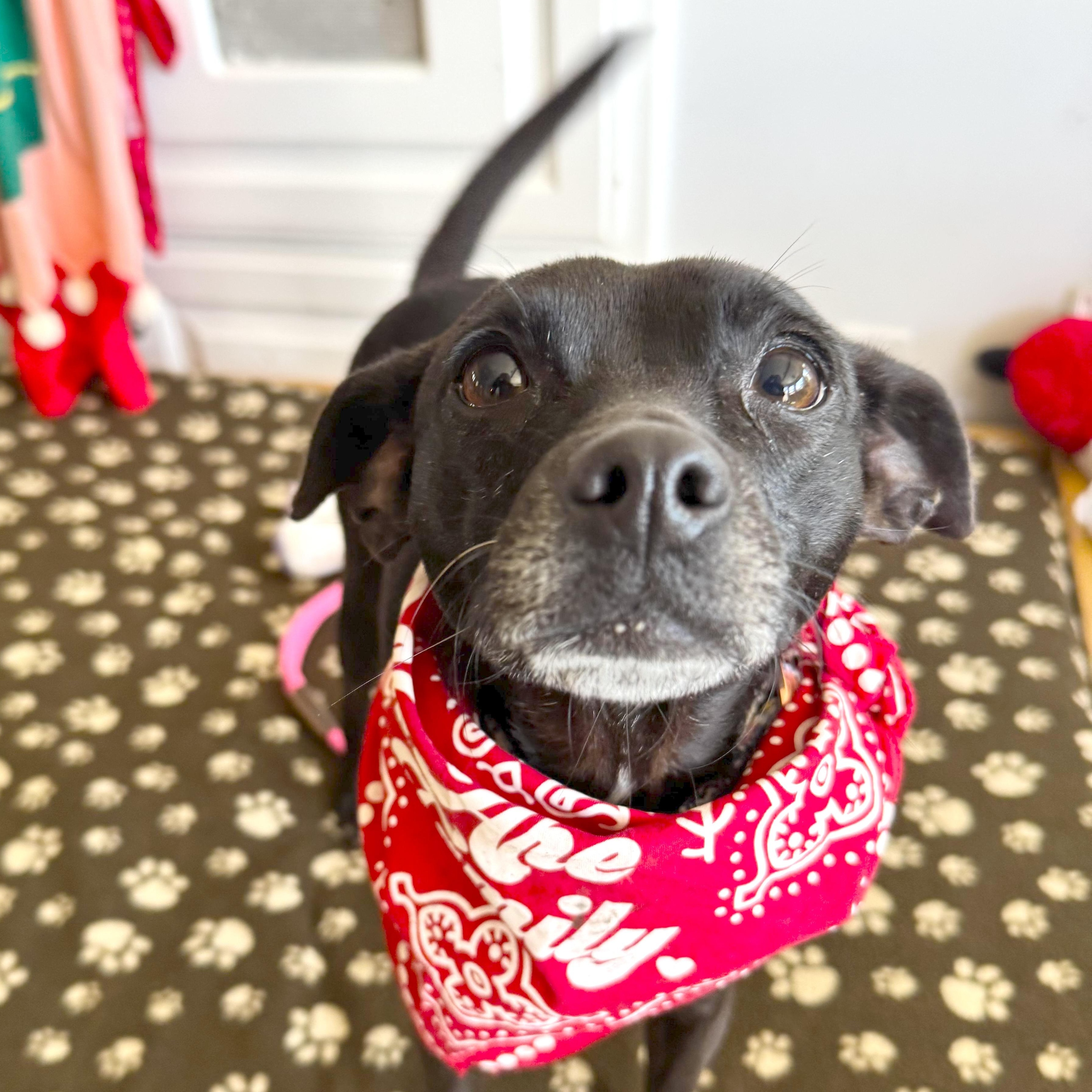 Enlarge Jolene, a ADOPTABLE mixed breed in Sun Valley, CA image 6/6