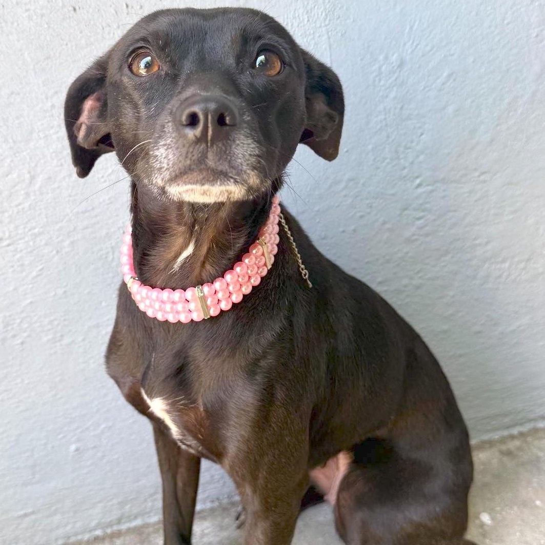 Enlarge Jolene, a ADOPTABLE mixed breed in Sun Valley, CA image 2/6