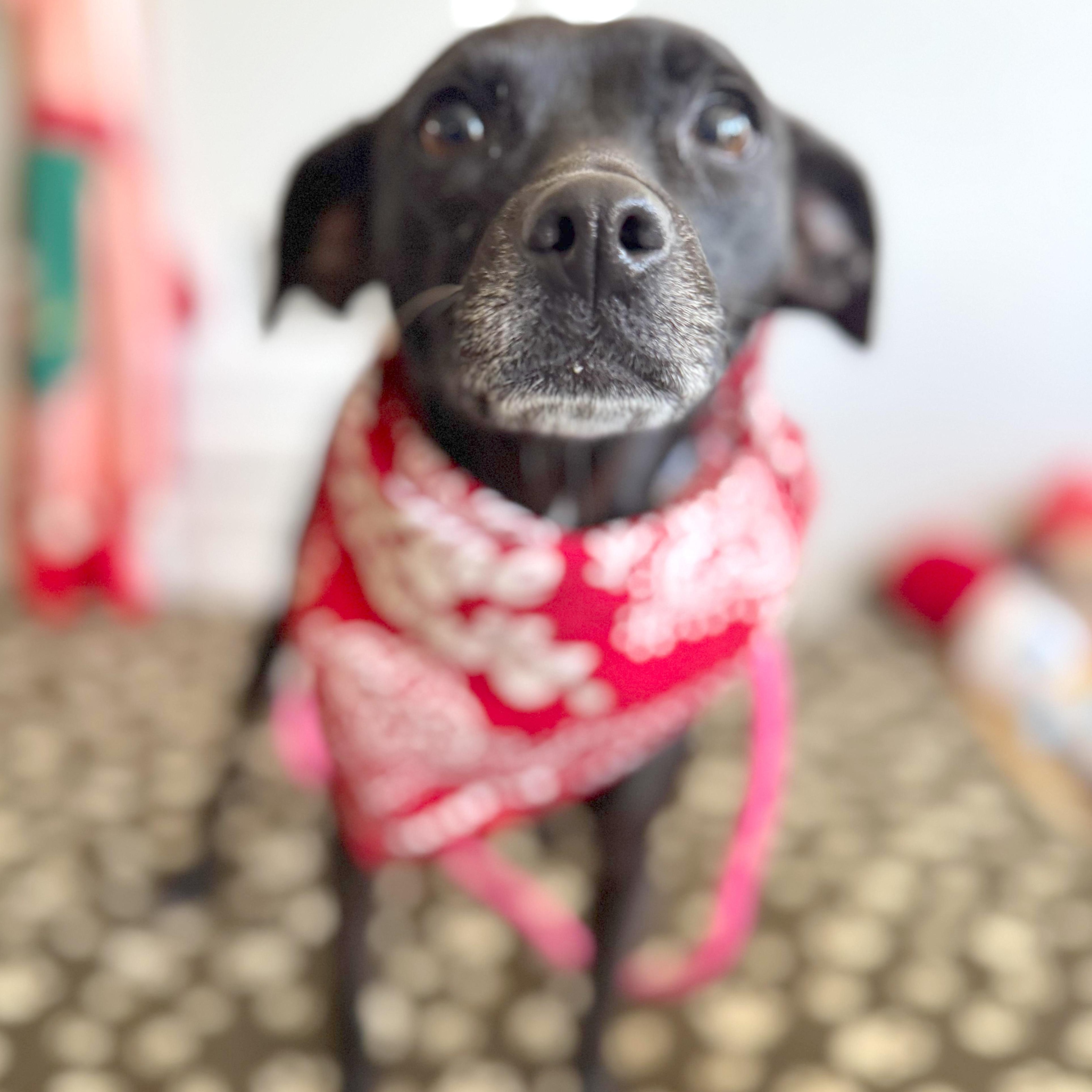 Jolene, ADOPTABLE, Adult Female Chihuahua & Terrier.