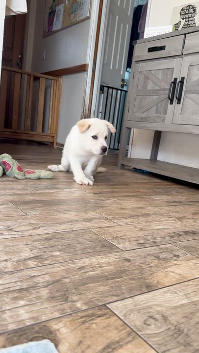 Enlarge Jolene, a ADOPTABLE mixed breed in Sun Valley, CA video 5/6