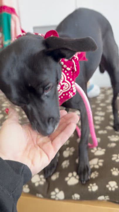 Enlarge Jolene, a ADOPTABLE mixed breed in Sun Valley, CA video 3/6