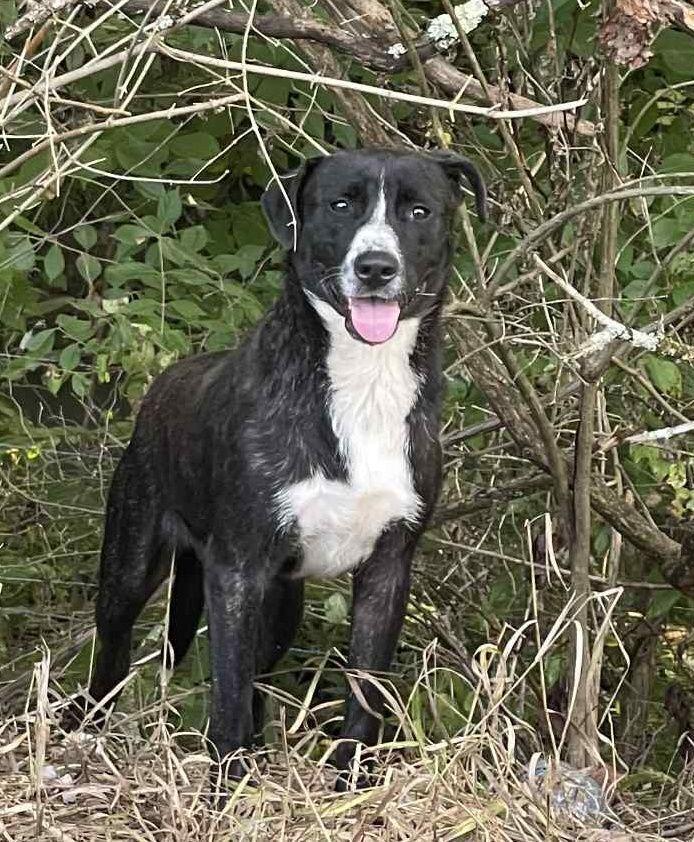 Newt, Adoptable, Adult Male Pointer.