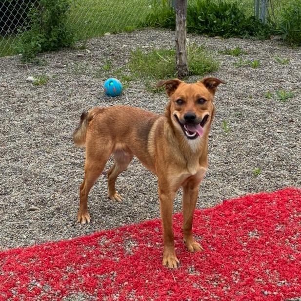 Enlarge Dunkin, a ADOPTABLE mixed breed in Hornell, NY image 2/3