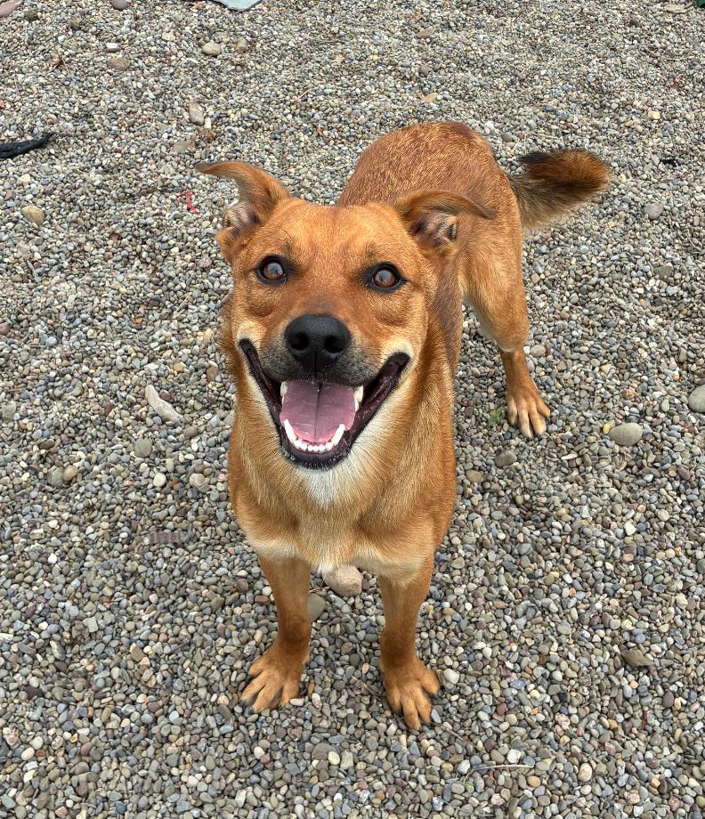 Enlarge Dunkin, a ADOPTABLE mixed breed in Hornell, NY image 1/3