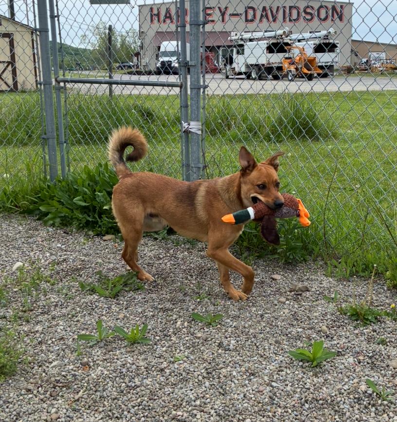 Enlarge Dunkin, a ADOPTABLE mixed breed in Hornell, NY image 3/3