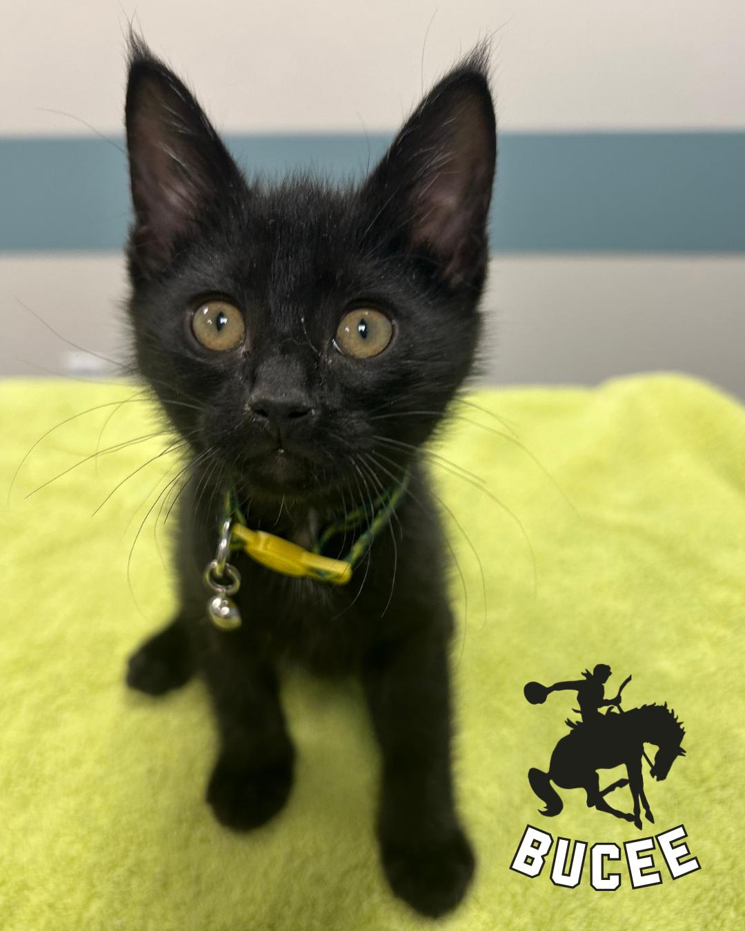 Buccee, Adopted, Kitten Male Domestic Short Hair.