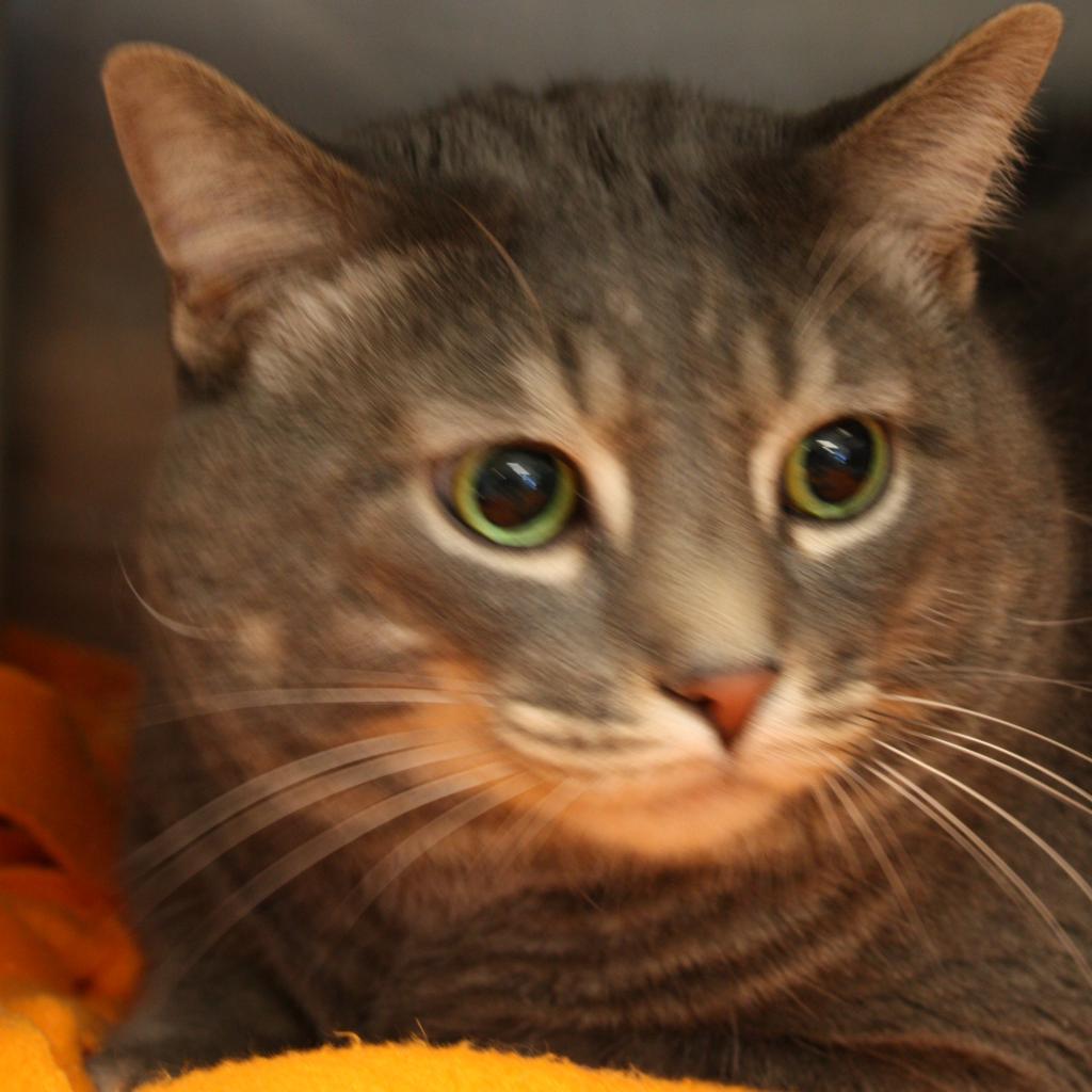 Kirk, Adoptable, Senior Male Domestic Short Hair.