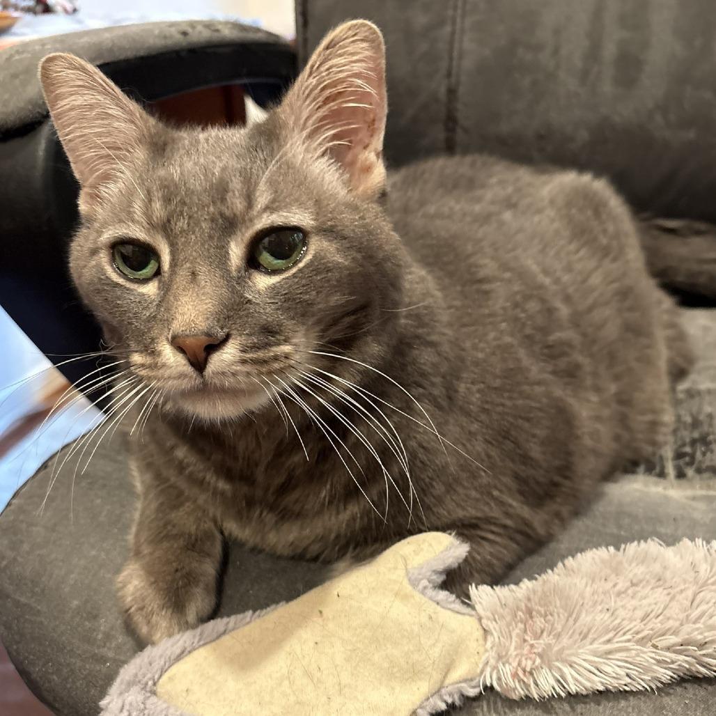 Kirk, a Adoptable Domestic Short Hair in Waldorf, MD image 2/6