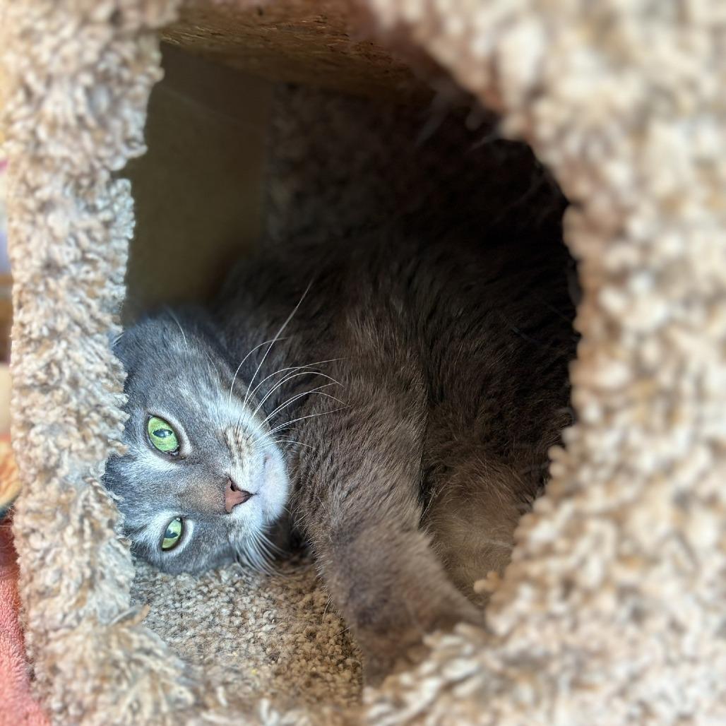 Kirk, a Adoptable Domestic Short Hair in Waldorf, MD image 3/6