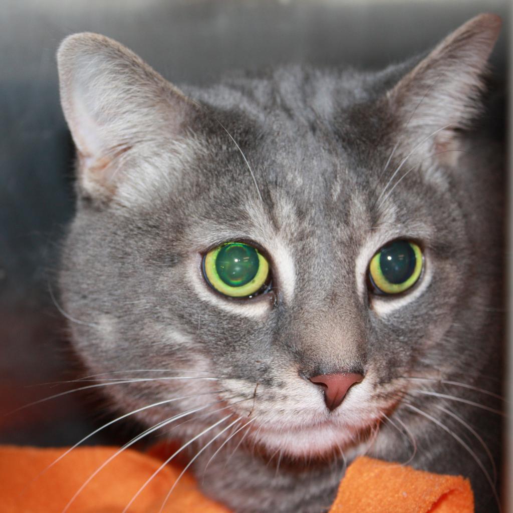Kirk, a Adoptable Domestic Short Hair in Waldorf, MD image 5/6