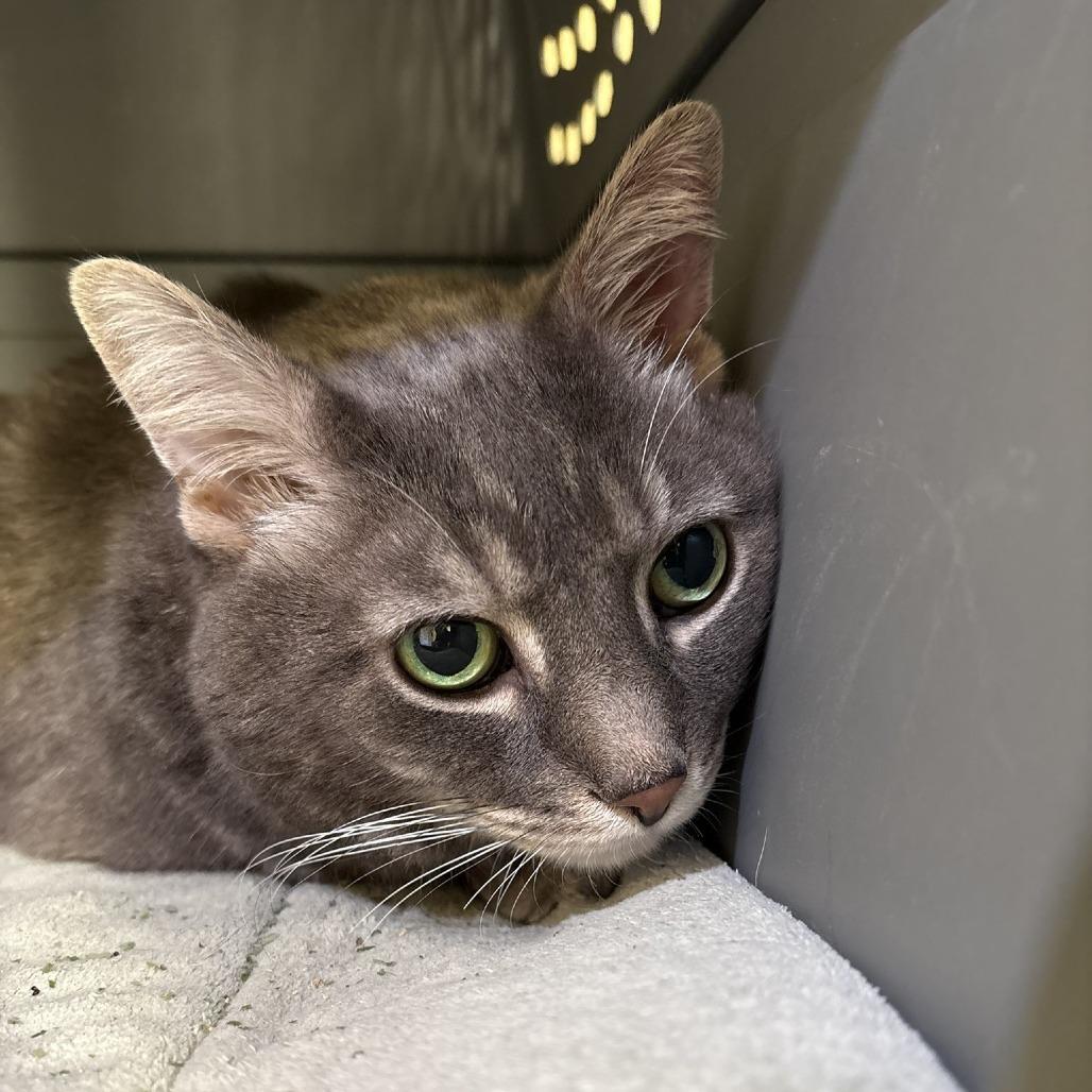 Kirk, a Adoptable Domestic Short Hair in Waldorf, MD image 6/6