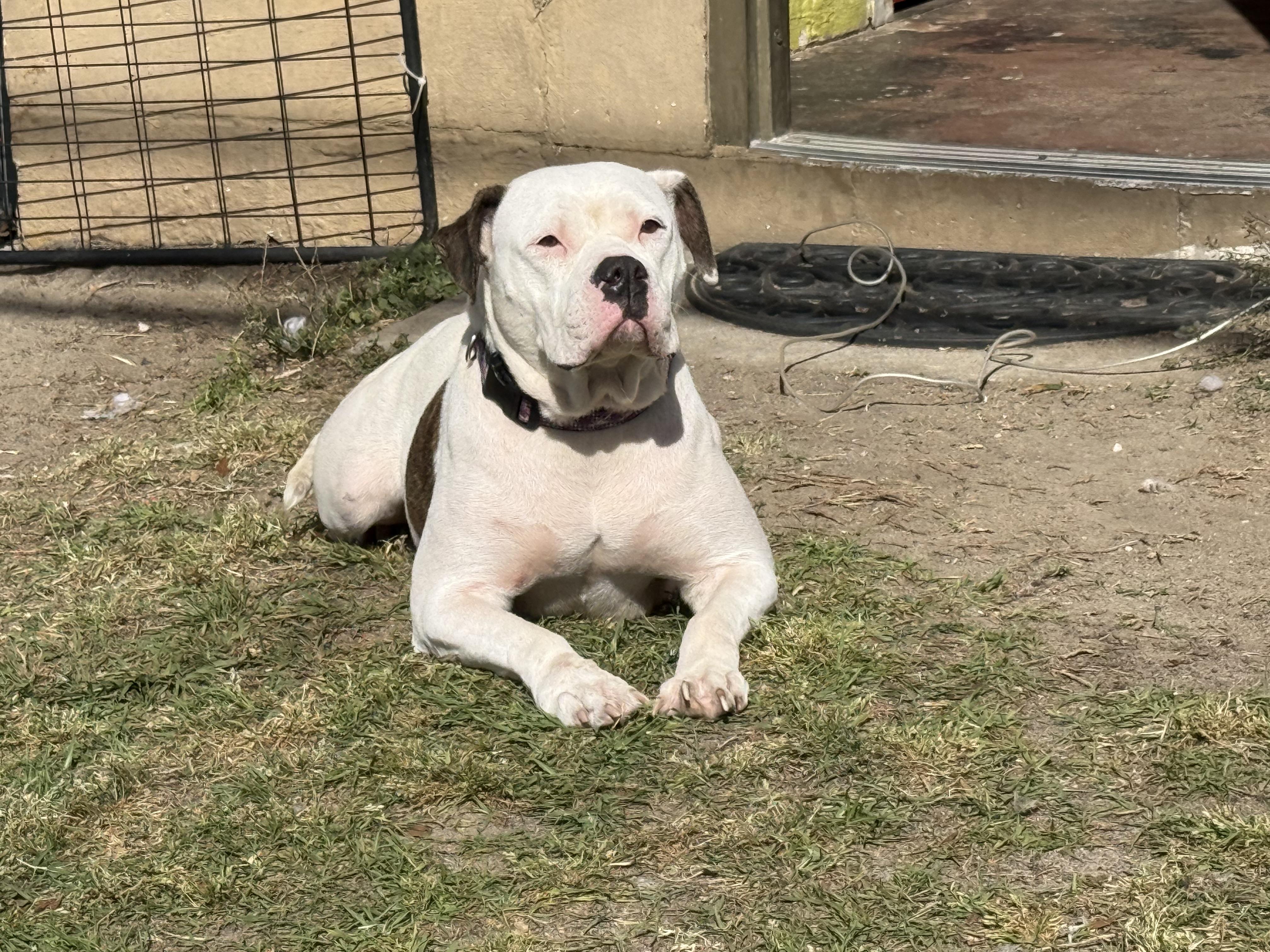 Enlarge Cosmic, a ADOPTABLE mixed breed in Elloree, SC image 2/3