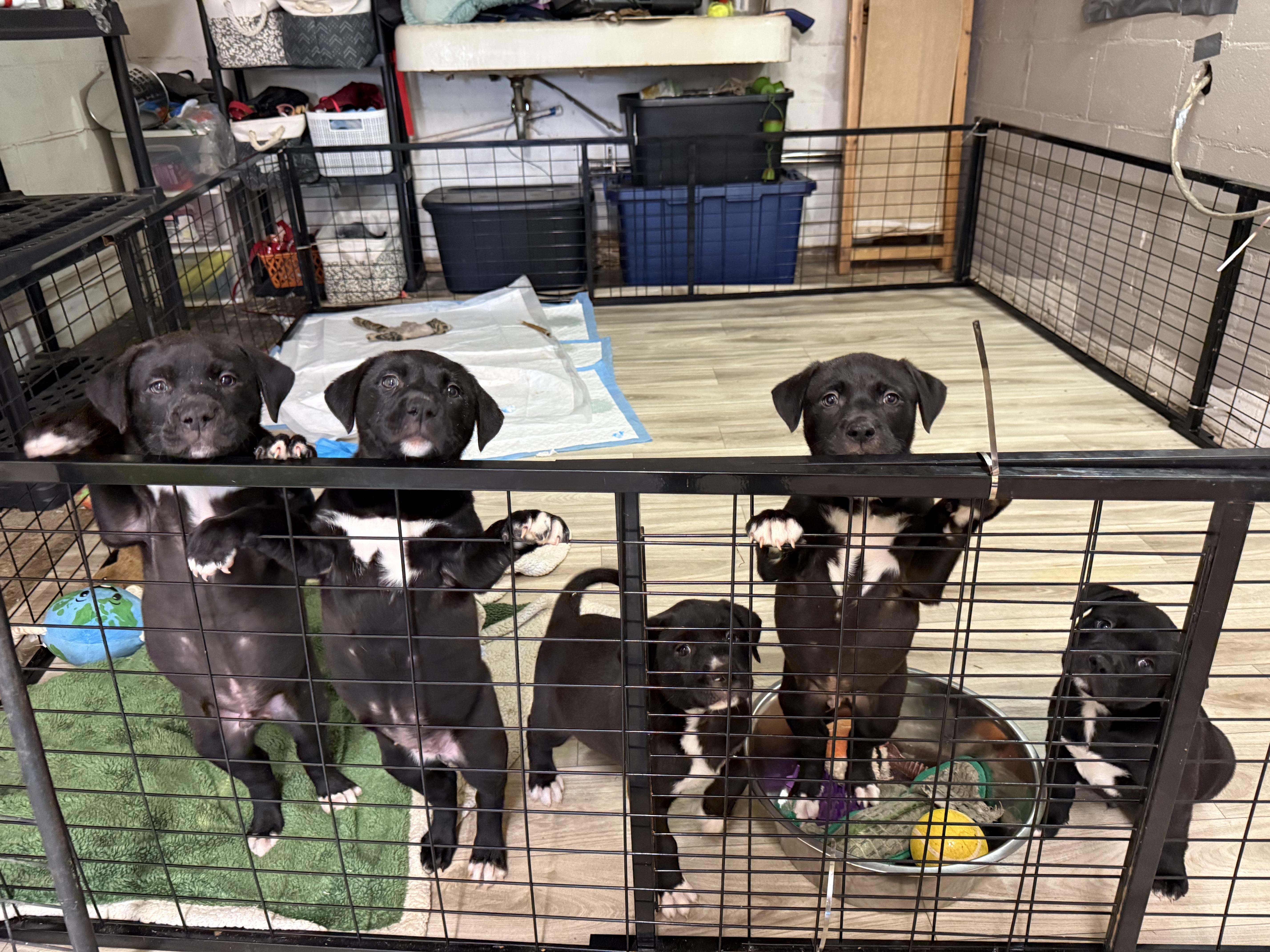 Enlarge Cosmic, a ADOPTABLE mixed breed in Elloree, SC image 3/3