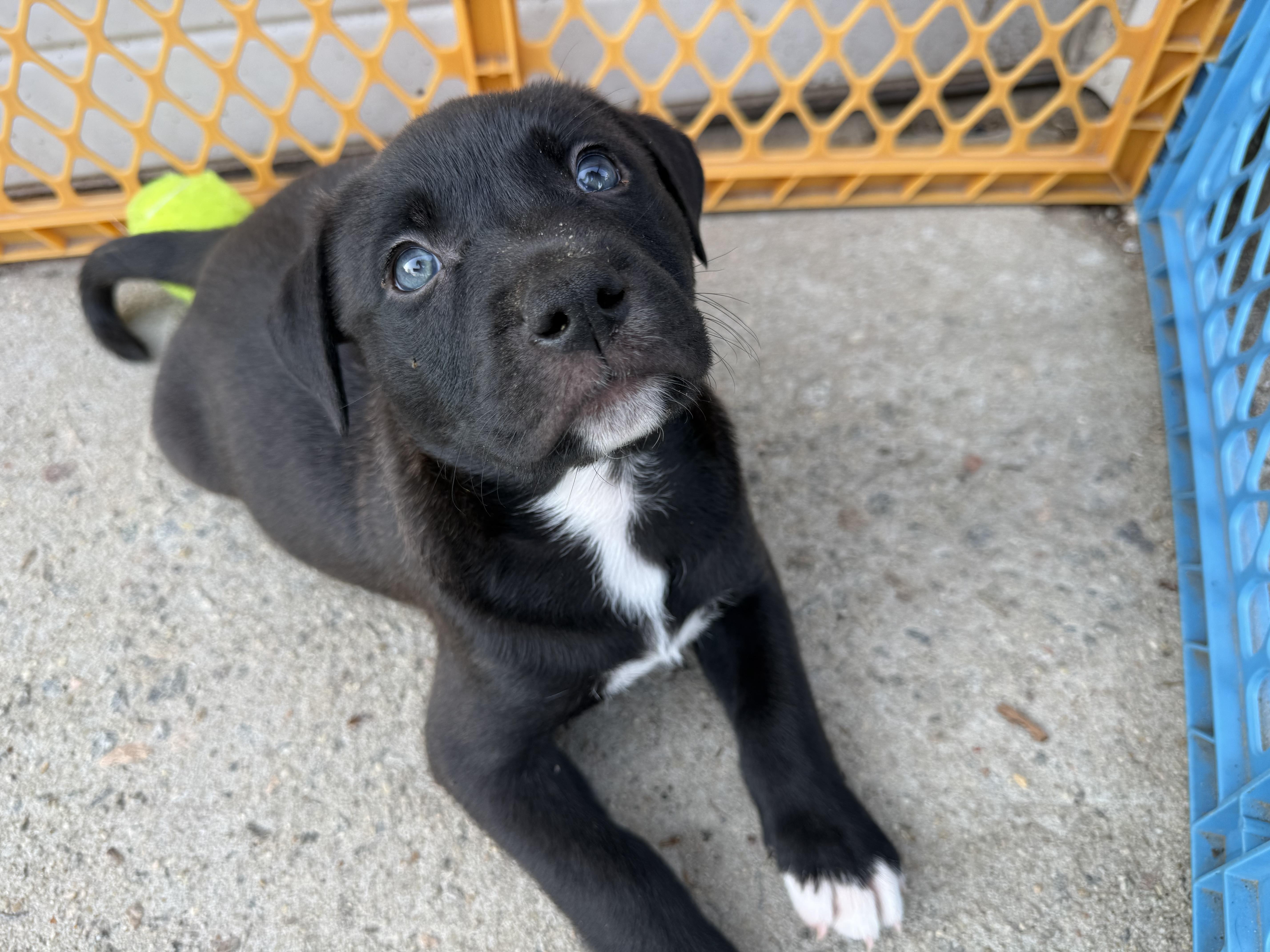 Enlarge Cosmic, a ADOPTABLE mixed breed in Elloree, SC image 1/3